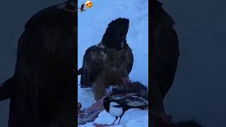 Magpie with a bearded vulture eating a chamois / Pie et gypaète barbu mangeant un chamois #wildlife