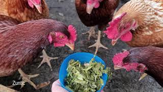 Chickens try turnip greens and mustard greens. Will chickens eat turnip greens and mustard greens?