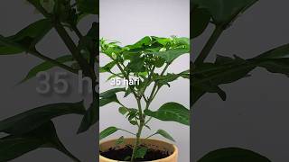 menanam benih paprika #timelapse #tanaman #paprika