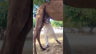 Camel milking #movement #camel #jungle #nature #wildlife #comedy #entertainment #shorts