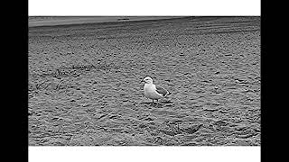 Naturbeobachtung Beobachtungsstatus: Nachlassendes Interesse einer Silbermöwe(Larus argentatus(P.))