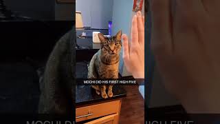 high five #animals #cat #funny #funnyvideo #usa