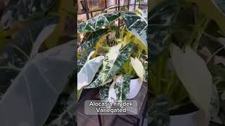 Alocasia Series - Alocasia Frydek Variegated l PlantFactory