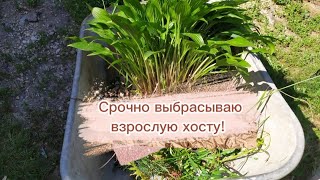 ВИРУС ХОСТ. Как проявляется и что делать?