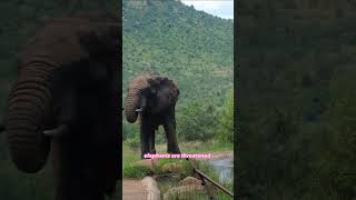 Three Fascinating Facts About Elephants: The Largest Land Animals on Earth #shorts #short