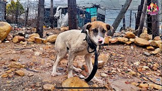 De Doorns Hit By Huge Storm - Watch the @SidewalkSpecials Team Get Wet Dogs Into Warm Kennels!