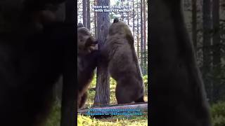 🐻Bears are at war with each other😲#youtube #bears #war #amazingfacts #animalshorts #shorts