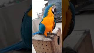 macaw tamed #trending #macaw | macaw beauty