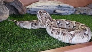 My Tanzanian Puff Adder is crazy