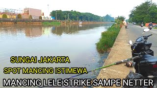 SUNGAI JAKARTA SPOT MANCING ISTIMEWA MANCING LELE‼️SAMPE NETTER STRIKE NYA