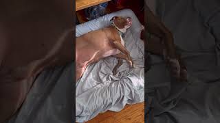 Cute Dog | High Five🙋‍♂️#dog #doglover #cutedog #funnyvideo #pitbull #shorts