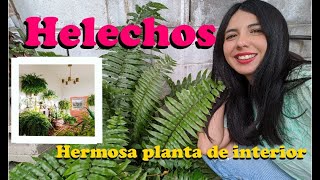 Helechos| Guía de cuidados y reproducción| Excelente planta de interior| Filicopsida