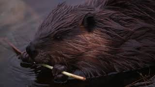 Beaver