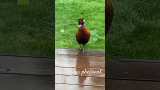 A pheasant showed up in our garden. #pheasants #naturelovers #dreamingofmountains