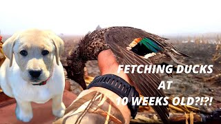 DEACON CAN FETCH DUCKS AT 10 WEEKS OLD! Update of how Deacon's training is going!