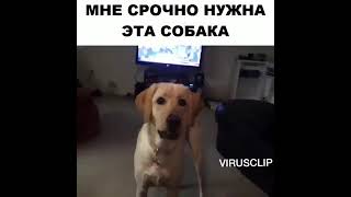 Собака бежит за пивом