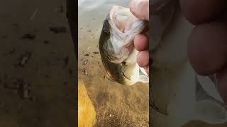 Un pequeño bass de invierno en alange #pesca #bass #capturaysuelta #invierno