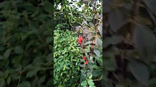 Kew gardens(Princess of Wales conservatory) Part 2 #nature #naturelover #relaxing