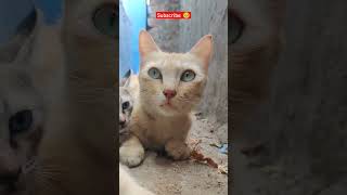 Homeless kitty #help #cat #cats #shortvideo #shorts #short #kitten #views #trending #viral