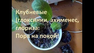 Клубневые (глоксинии,ахименес,глориза): Пора на покой!