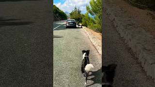 Jona the wild border collie and her first meeting of sheep (herding reflex borning)