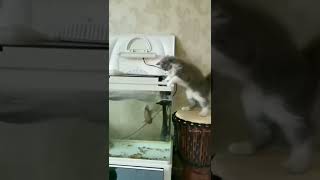 VIDEO 1667135556135 #catfun #catantics #catmystery