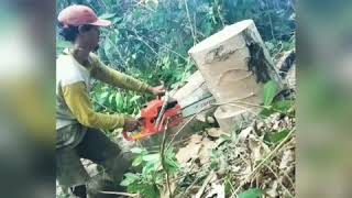 proses pengambilan log trigona itama di ladang  sampai malam