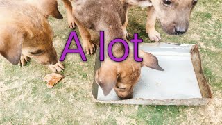 #A #lot #dog