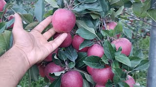 Today I visit Rehmat Nursery || All types of budwood & plants available  Kreeri Baramulla 7889862322