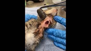 This Enormous botfly Came Out Of This Poor Cat. Yuck! #shorts #animal #cat #tiktok