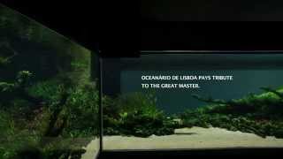 Oceanário de Lisboa pays tribute to the great master, Takashi Amano