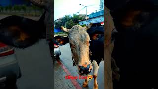 Happiness Overloaded🥰Homeless Cow#shorts #cow #viral #bull