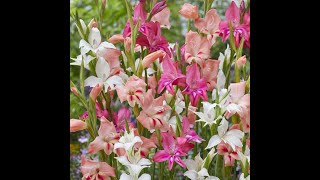 Planting Gladioli bulbs in pots.