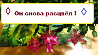 Цветочные будни :  чем занимаюсь сегодня , мои наблюдения  //Он снова расцвёл !