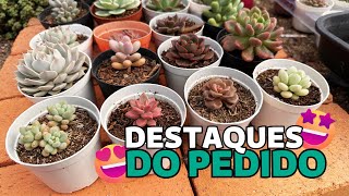 DESTAQUES DO PEDIDO 01 | Greenhouse Suculentas