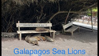 seal lions on the Galapagos islands