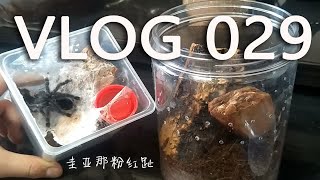 Vlog.29|圭亚那粉红趾被迫爬入新家！树栖捕鸟蛛的环境布置。