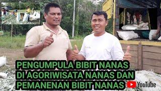 cara panen bibit nanas di agrowisata nanas edukasi prabumulih