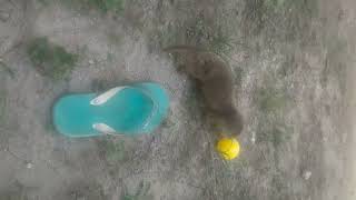 Otter gemoy giring bola