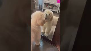 funny dog video# short# puppy# funny #short video