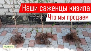 Наши саженцы кизила: как выглядят – товар лицом