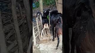 Lots of two goats they do very beautiful surprising shoots we enjoy 2024|Episode/26