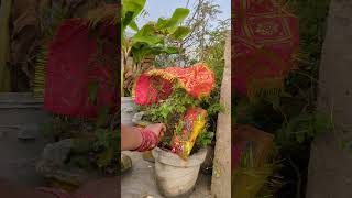 तुलसी विवाह 🥰#shorts#tulsi#puja#tulsivivah#trending#youtubeshorts#trendingshorts#viralvideo#matarani