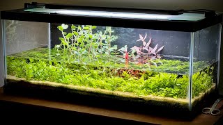 Ecosystem Paludarium / Riparium with Emergent Aquarium Plants! (Flood)