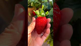 What's your🤔 favourite way to enjoy strawberry 🍓?#shorts #ytshorts #strawberry #farming #fruits