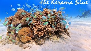 THE KERAMA BLUE！ 慶良間諸島ダイビングHD動画  2015年8月