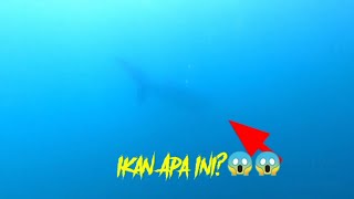 Kaget Monster Laut Ini Melintas | Panah Ikan Spot Pinggiran