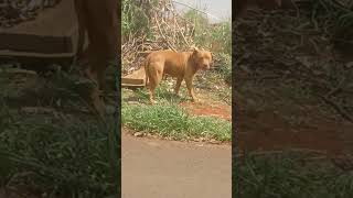 🐕CACHORRINHO DE RUA #pets #adote #shorts #viralshorts #dog #funny