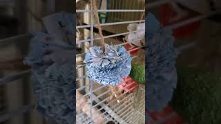 Encouraging Parrots/Parakeets to play with toys