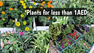 Al Warsan Dubai Municipality Nursery /Cheapest Plant Nursery in Dubai /# AlWarsanNursery